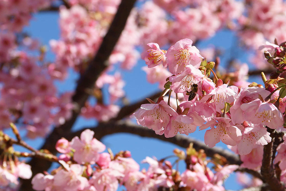 河津桜とミツバチ